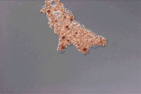 organism gif|Organism GIFs .